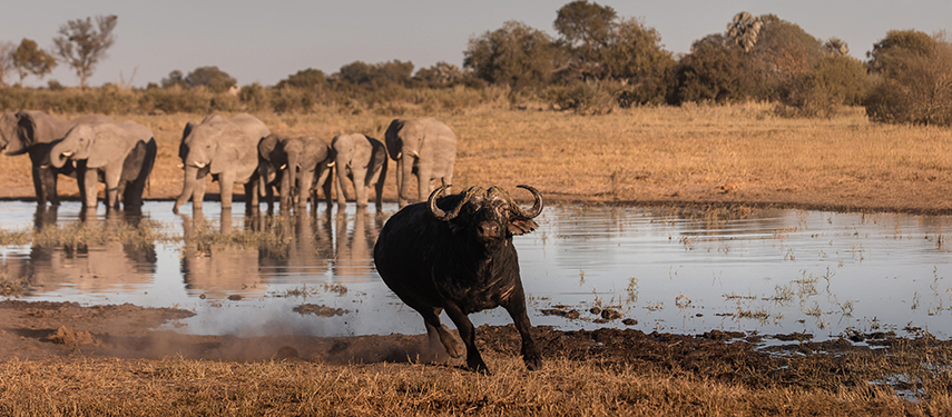 Buffalo and elephant at a waterhole in Moremi Game Reserve, Botswana