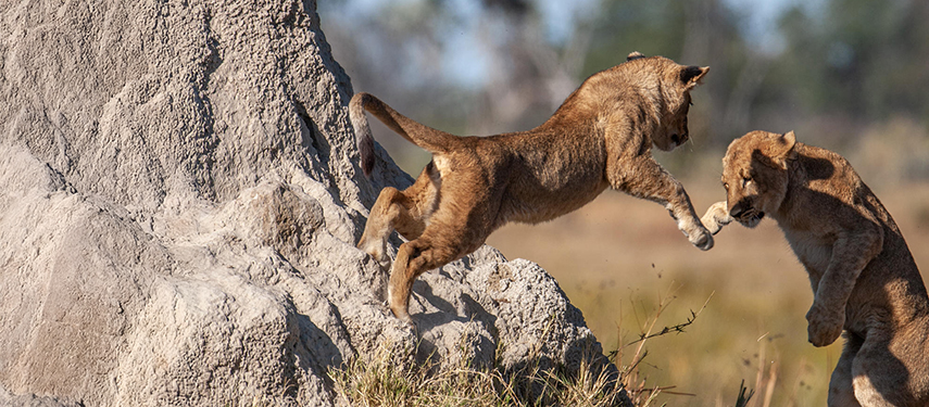 A pair of lion cubs playing in Botswana