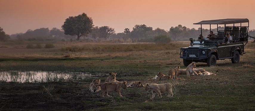 Game drive viewing lions in the Okavango Delta