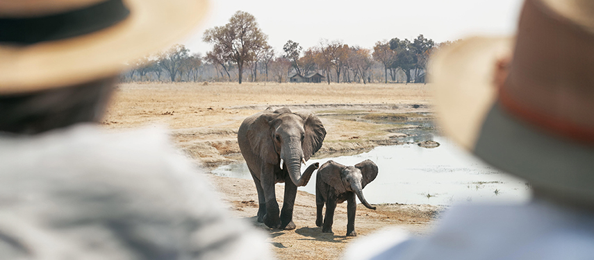 Mother and baby elephant observed from behind two safari guests