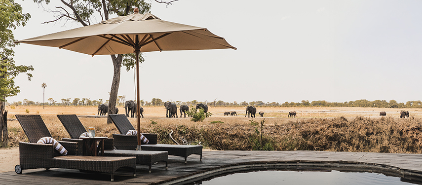Poolside loungers with a view of elephants grazing in the distance