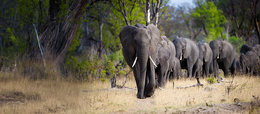Line of elephants approaching through dry woodland terrain