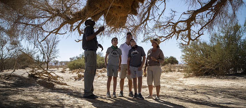 Guide teaches guests about weaver birds beneath a nest in Sossusvlei, Namibia