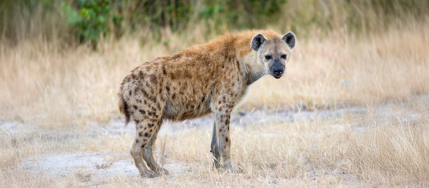 Spotted hyena in dry grass, Botsana