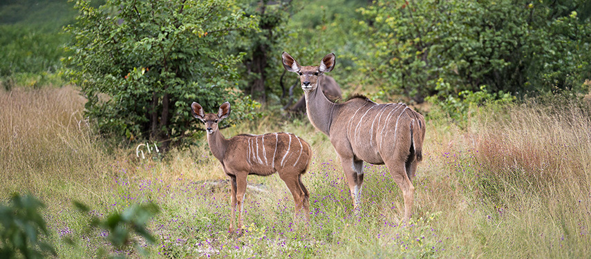 Mother and foal kudu in the Chobe region of Botswana