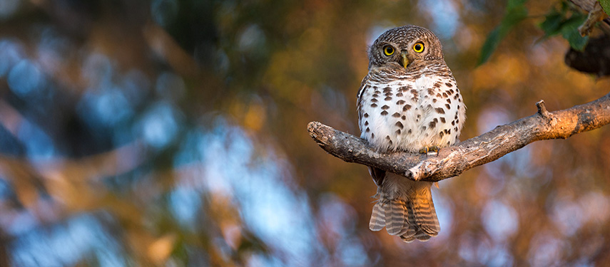 An owl sits in a tree in Botswana