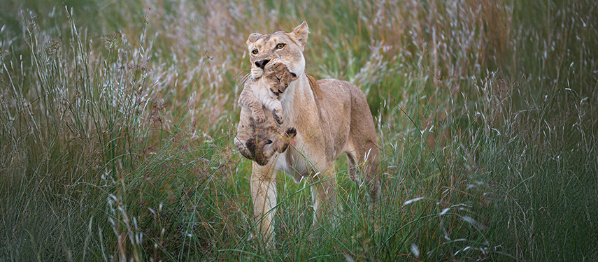 Female lion carries her cub in her mouth through tall grass in Botswana