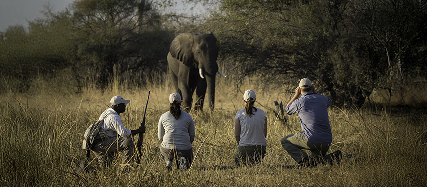 Tourists and a safari guide watch an elephant while on a walking safari at Linyanti Tented Camp