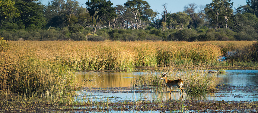 Lechwe antelope in the grassy flood plains of the Linyanti River
