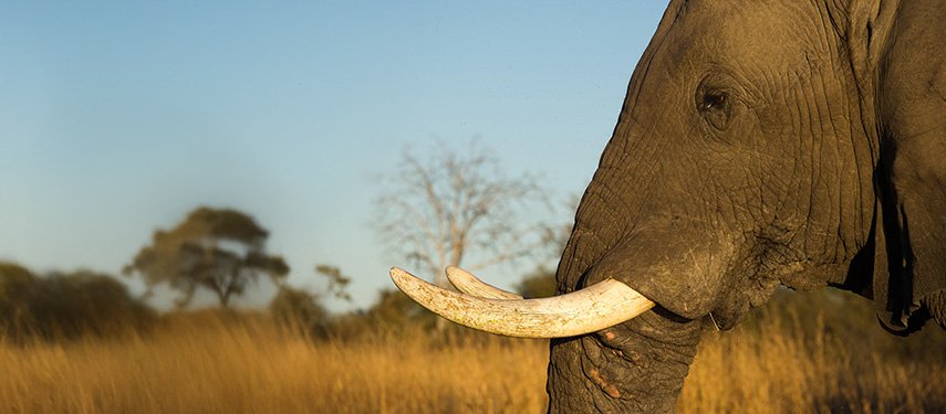 Close up of an elephant with grasslands in the background
