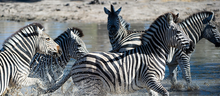 A herd of zebra galloping through water in Botswana