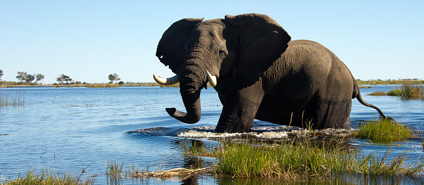 A large male elephant wading through the Linyanti flood plains in Botswana