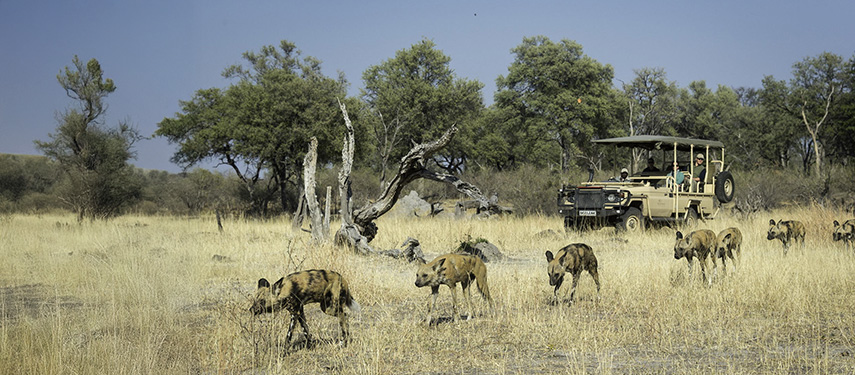 Guests at Linyanti Tented Camp track African wild dogs while on a game drive