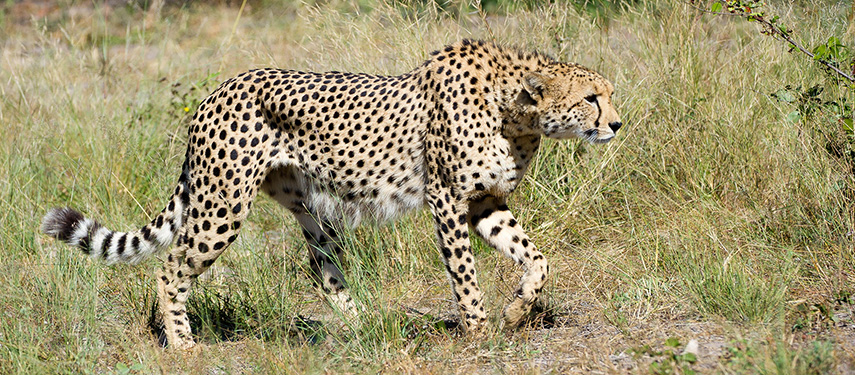 A cheetah prowls the grassy plains of Botswana