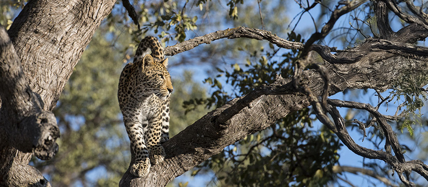 A leopard climbing in a tree in Botswana