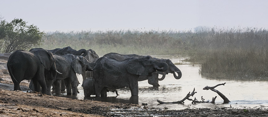A herd of elephants drinking from the Linyanti River, Botswana