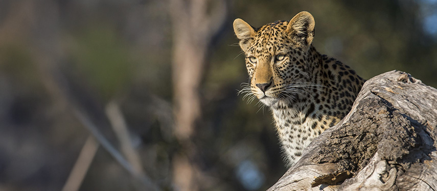 A leopard relaxing in a tree in Linyanti Chobe Botswana
