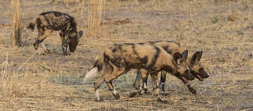 A pack of Wild dogs in the grasslands of Botswana