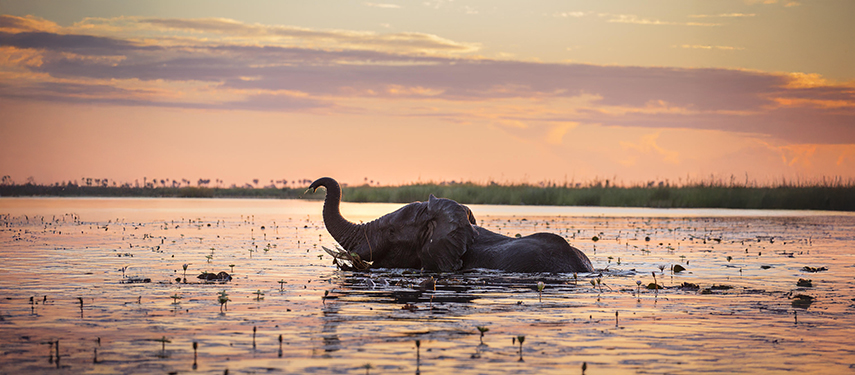 Elephant swimming through deep water in Linyanti Reserve, Botswana