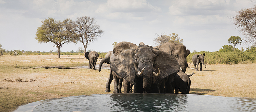 A family of elephants drinks from the camp’s plunge pool with the open plains beyond.