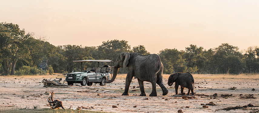 A mother elephant and calf wander past a game drive vehicle during golden hour.