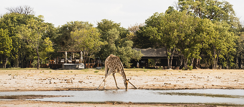 A giraffe bends low to drink from the waterhole, with camp structures visible behind.