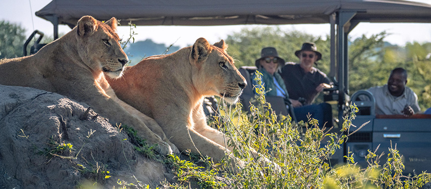Guests watch a pair of lions on a game drive through Moremi Game Reserve Botswana