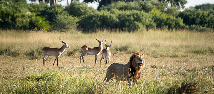 A male lion with gazelles in the background on safari in Botswana