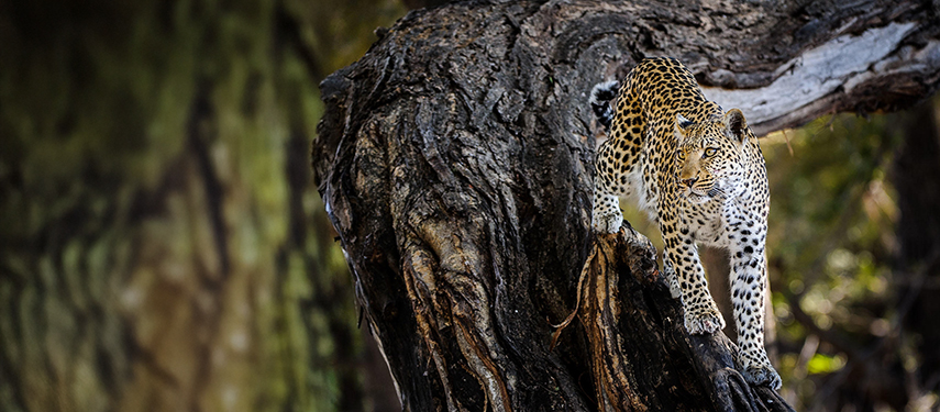 A leopard climbing in a thorn tree somewhere in Botswana