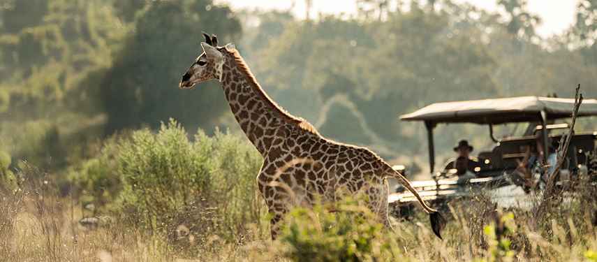 Guests watch a giraffe on a game drive through Moremi Game Reserve Botswana
