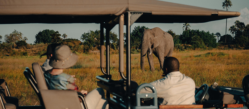 Guests and a safari guide watch an elephant on a game drive through Moremi Game Reserve Botswana