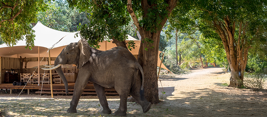 An elephant passes a private tented suite at Little Ruckomechi safari camp, Zimbabwe