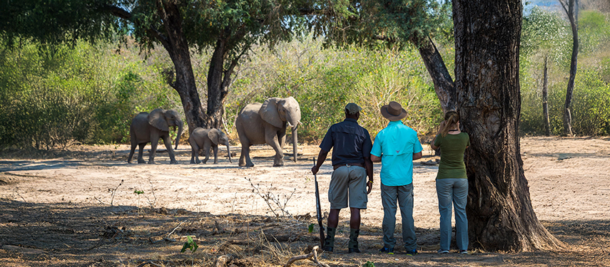 Guests and guide viewing elephants on a walking safari in Zimbabwe