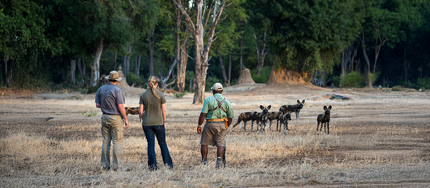 Guests and guide viewing African wild dogs, or painted dogs, on a walking safari in Zimbabwe