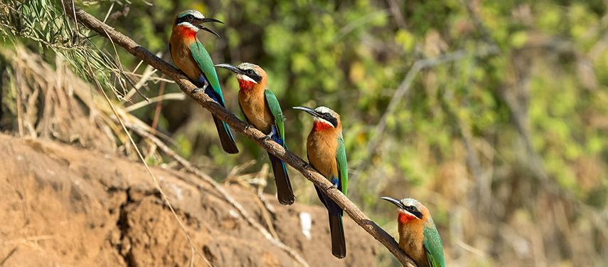 White-fronted bee-eater, Mana Pools, Zimbabwe