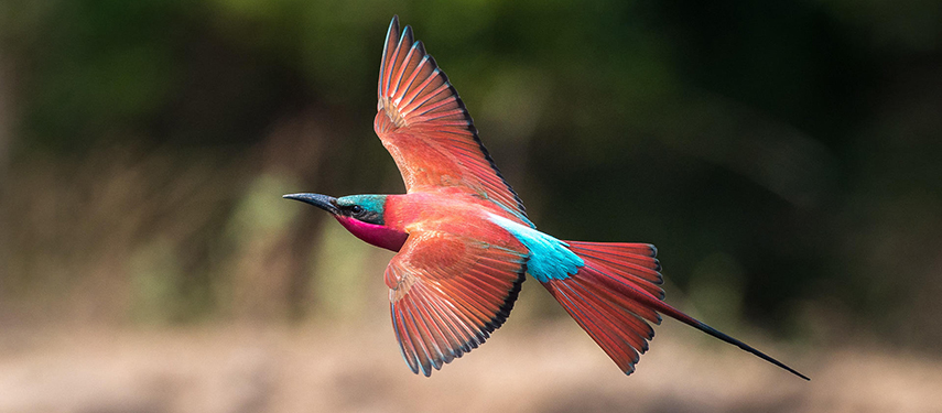 Carmine bee-eater, Mana Pools, Zimbabwe