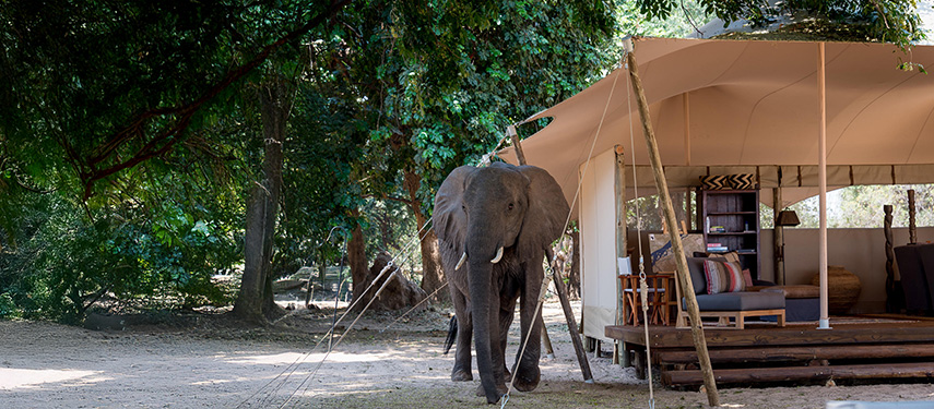 An elephant passes a private tented suite at Little Ruckomechi safari camp, Zimbabwe