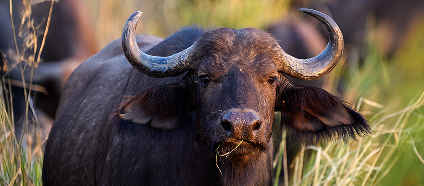 Close-up portrait of a buffalo