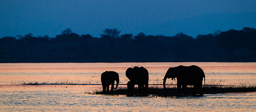 Elephants at sunset in on the banks of a river