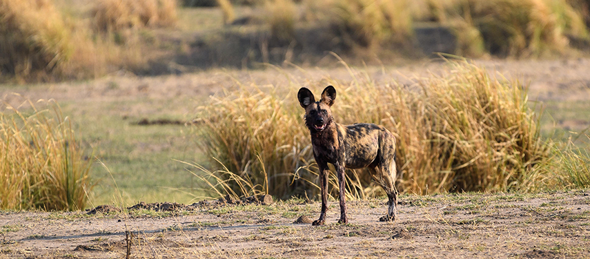 An African wild dog or painted dog in Mana Pools, Zimbabwe