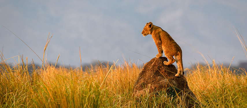A lion cub standing on a rock in Mana Pools, Zimbabwe