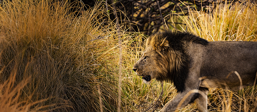 A lion prowls through the grass in Mana Pools, Zimbabwe
