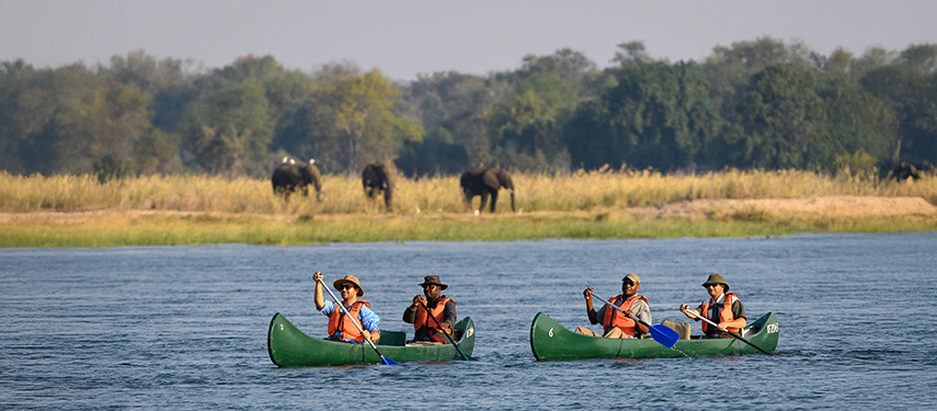 Tourists canoeing on the Zambezi River with elephants on the banks.