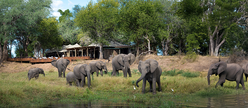 Herd of elephants grazing in front of the camp’s main deck along the Zambezi River