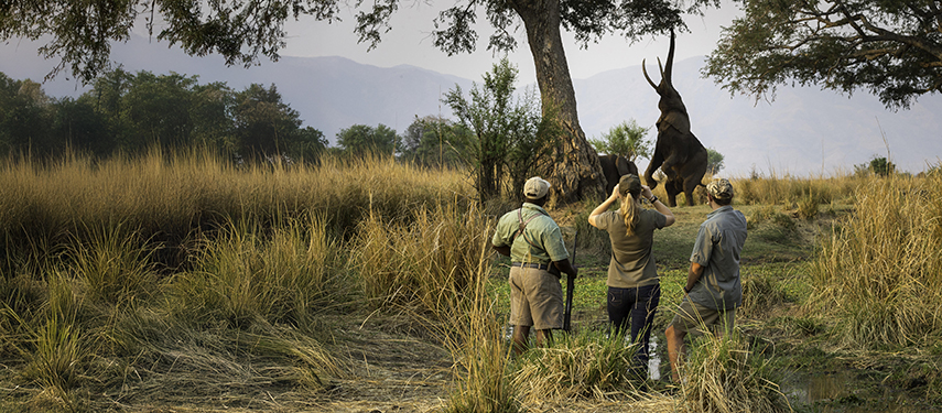 Guests on foot safari observing an elephant standing on hind legs feeding from a tree