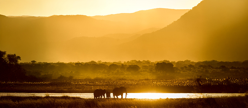 Silhouetted elephants drinking from the Zambezi River at sunset with the escarpment behind