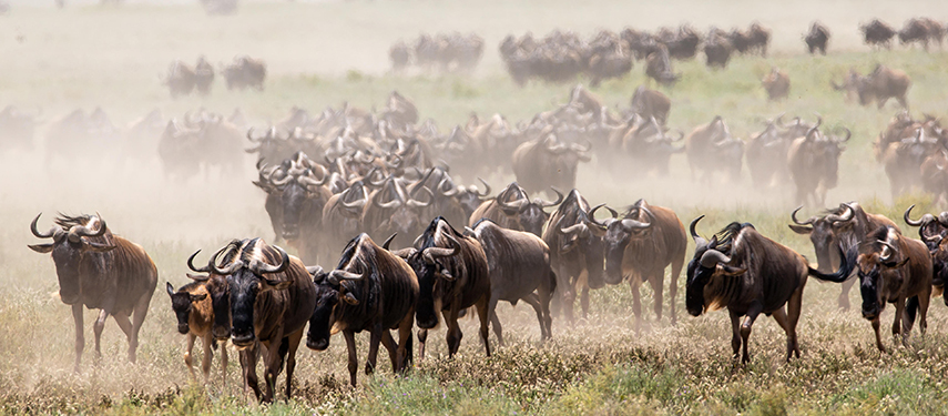 A herd of wildebeest in Tazmania during the GReat Migration