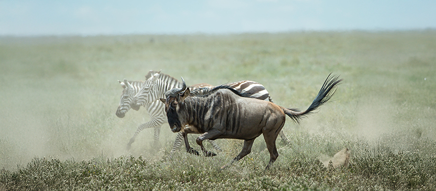 Wildebeest and zebra running on the Serengeti