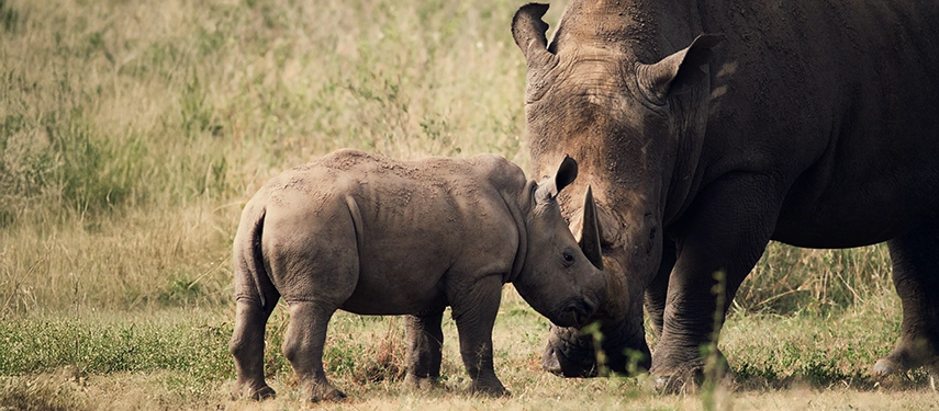Tender moment between a mother rhino and her calf touching horns in the grassy plains of Nairobi National Park.