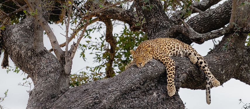 Leopard resting lazily across the branches of a tree.